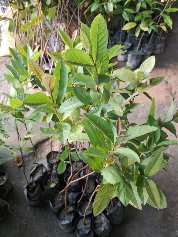 Guava saplings in poly bags at Parijat Nursery