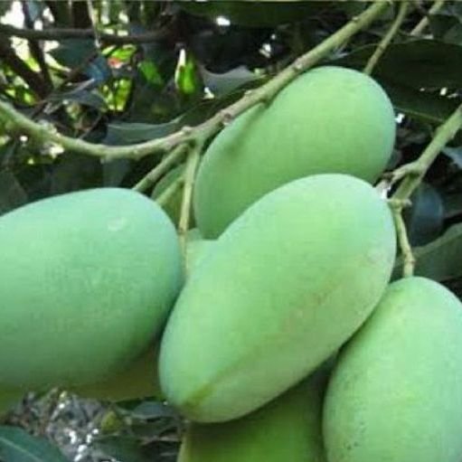 Amrapali mangoes