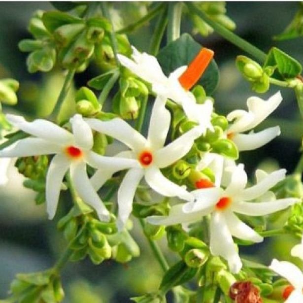 Parijat (Harsingar) flowers